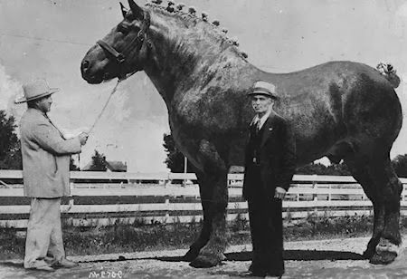 Unreal Horses